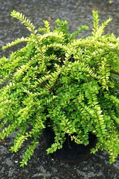 Жимолость шапкова Голден Глоу | Lonicera pileata `Golden Glow` | Жимолость шапочная Golden Glow